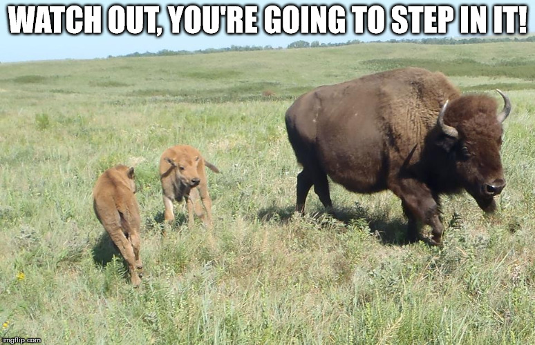 buffallo billy | WATCH OUT, YOU'RE GOING TO STEP IN IT! | image tagged in buffallo billy | made w/ Imgflip meme maker