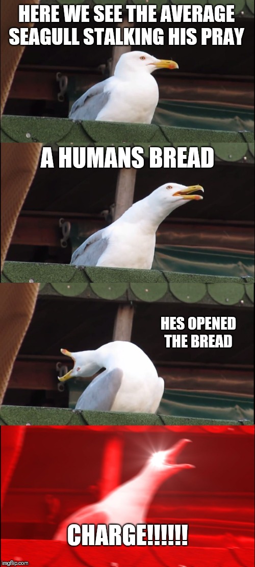 Bread hunter's in disguise 
 | HERE WE SEE THE AVERAGE SEAGULL STALKING HIS PRAY; A HUMANS BREAD; HES OPENED THE BREAD; CHARGE!!!!!! | image tagged in memes,inhaling seagull | made w/ Imgflip meme maker