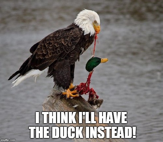 That Mallard was not all it was Quacked Up to be | I THINK I'LL HAVE THE DUCK INSTEAD! | image tagged in vince vance,ducks,bald eagle,good advice mallard,malicious advice mallard,eagle eating mallard | made w/ Imgflip meme maker