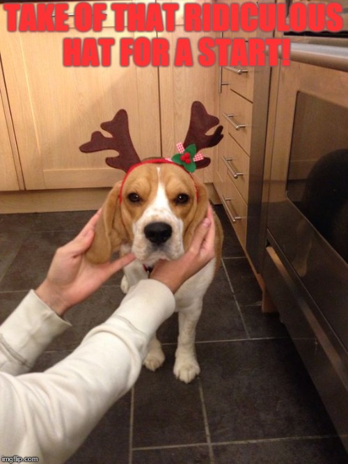 Grumpy Beagle Hates cristmas | TAKE OF THAT RIDICULOUS HAT FOR A START! | image tagged in grumpy beagle hates cristmas | made w/ Imgflip meme maker