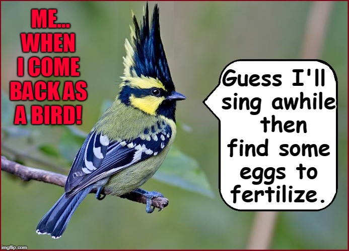 I Wonder If Reincarnation Really Exists | Guess I'll sing awhile  then find some eggs to fertilize. ME... WHEN I COME BACK AS A BIRD! | image tagged in vince vance,fertilize eggs,birds,sing like a bird,reincarnation,after death | made w/ Imgflip meme maker