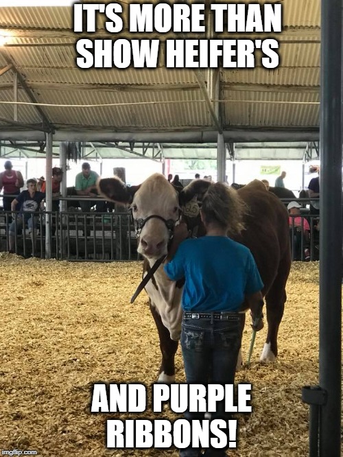 IT'S MORE THAN   SHOW HEIFER'S; AND PURPLE RIBBONS! | image tagged in kids | made w/ Imgflip meme maker