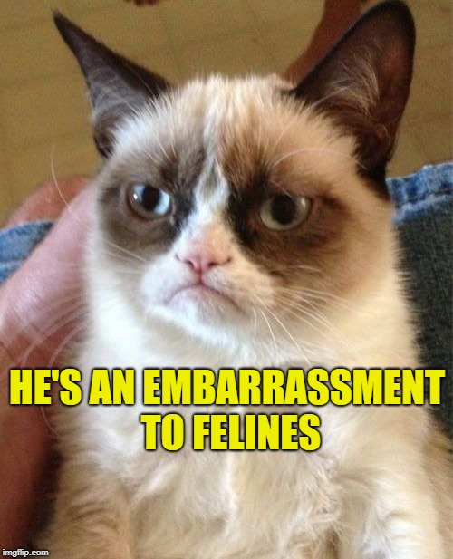 Grumpy Cat Meme | HE'S AN EMBARRASSMENT TO FELINES | image tagged in memes,grumpy cat | made w/ Imgflip meme maker