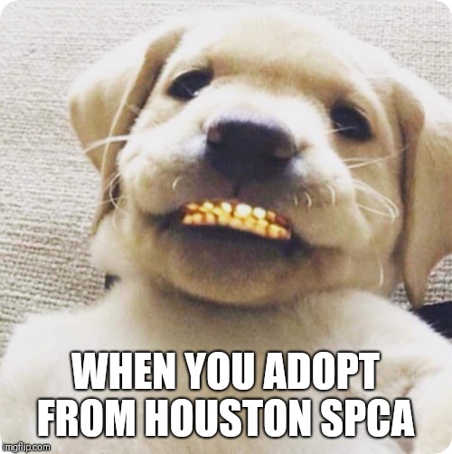 WHEN YOU ADOPT FROM HOUSTON SPCA | image tagged in ya_girlkrista | made w/ Imgflip meme maker
