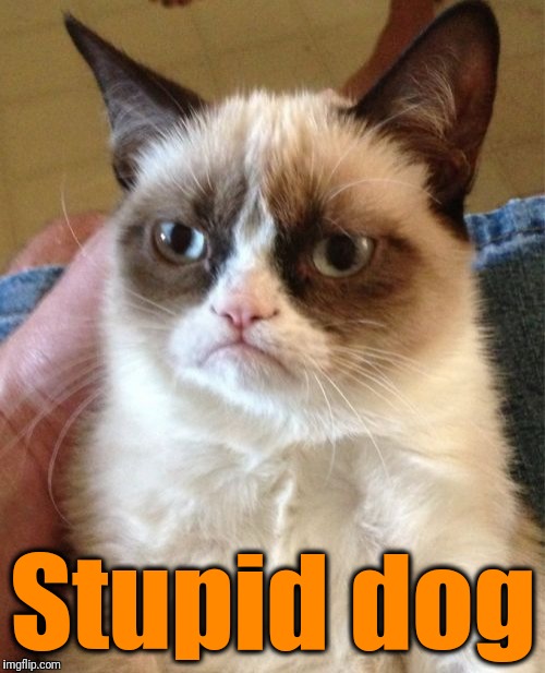 Grumpy Cat Meme | Stupid dog | image tagged in memes,grumpy cat | made w/ Imgflip meme maker