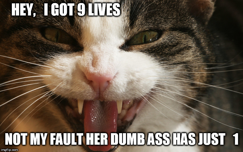 HEY,

 I GOT 9 LIVES NOT MY FAULT HER DUMB ASS HAS JUST   1 | made w/ Imgflip meme maker
