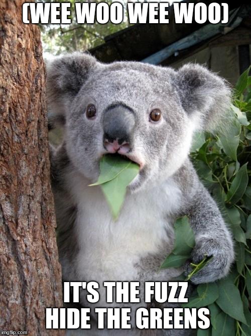 Surprised Koala | (WEE WOO WEE WOO); IT'S THE FUZZ HIDE THE GREENS | image tagged in memes,surprised koala | made w/ Imgflip meme maker