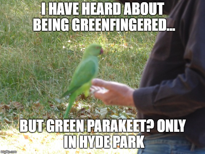 meme | I HAVE HEARD ABOUT BEING GREENFINGERED... BUT GREEN PARAKEET?
ONLY IN HYDE PARK | image tagged in funny memes | made w/ Imgflip meme maker