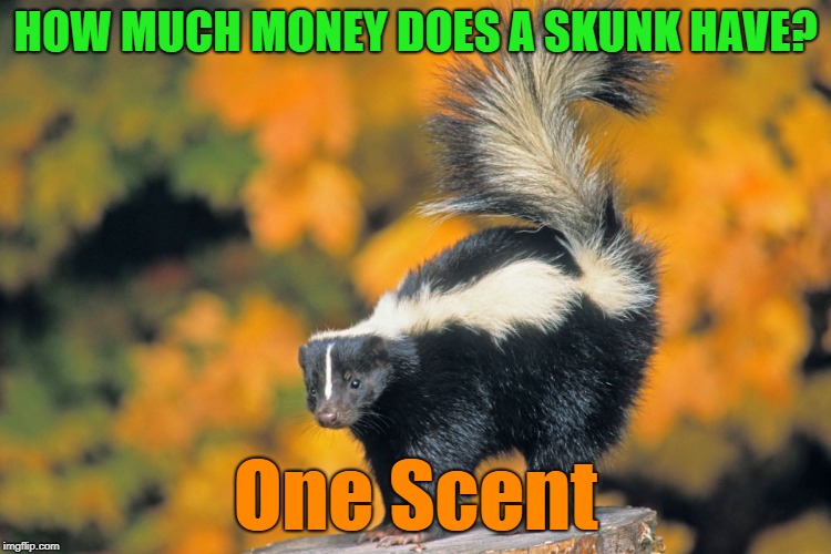 That "One Scent" is just enough | HOW MUCH MONEY DOES A SKUNK HAVE? One Scent | image tagged in skunk,memes,skunk jokes,scents,animals | made w/ Imgflip meme maker