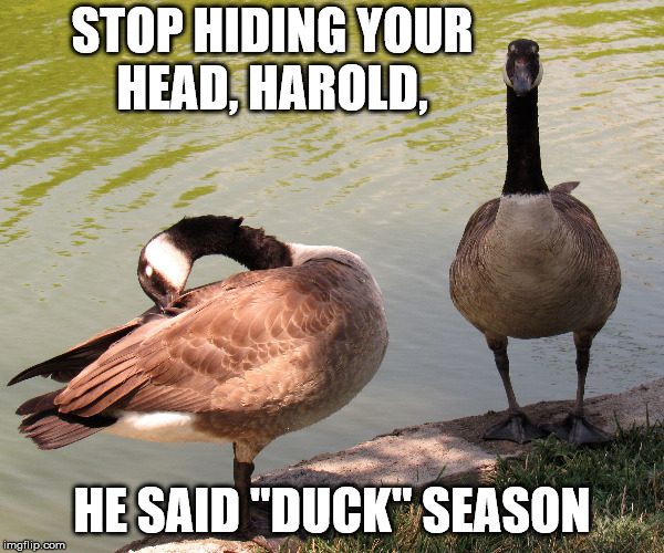 two geese | STOP HIDING YOUR HEAD, HAROLD, HE SAID "DUCK" SEASON | image tagged in two geese | made w/ Imgflip meme maker