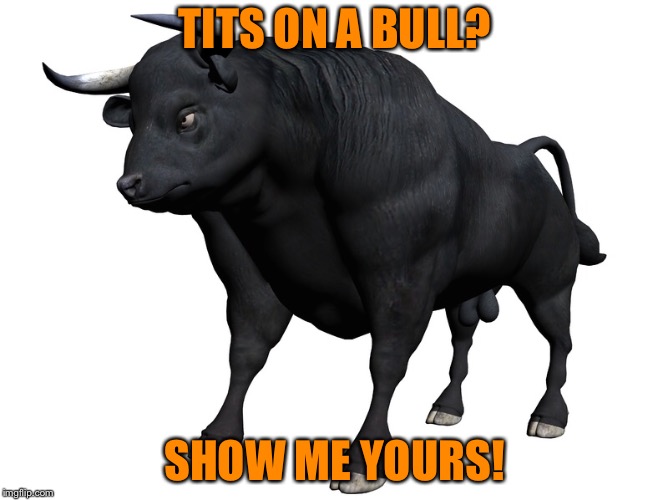 TITS ON A BULL? SHOW ME YOURS! | image tagged in bull | made w/ Imgflip meme maker