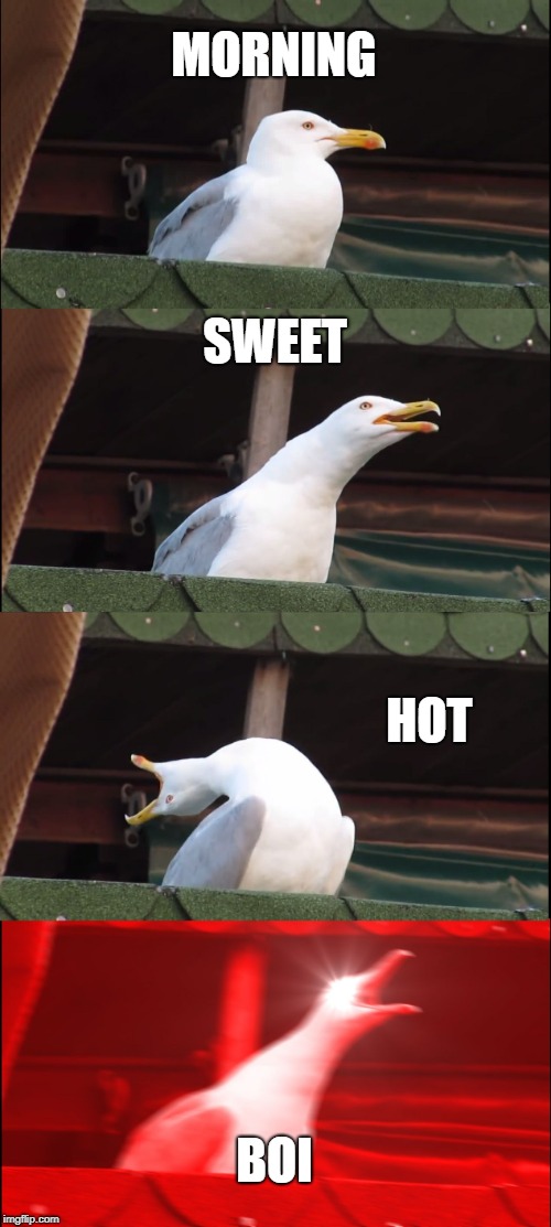 Inhaling Seagull | MORNING; SWEET; HOT; BOI | image tagged in memes,inhaling seagull | made w/ Imgflip meme maker
