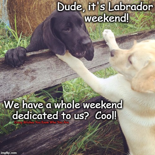 Dude, it's Labrador weekend! We have a whole weekend dedicated to us?  Cool! Crazy Bitches You Know Who You Are | image tagged in labor day,labrador | made w/ Imgflip meme maker