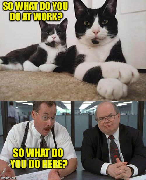 I make memes, so I got that going for me, which is nice. | SO WHAT DO YOU DO AT WORK? SO WHAT DO YOU DO HERE? | image tagged in office space,work,cats,memes,funny | made w/ Imgflip meme maker