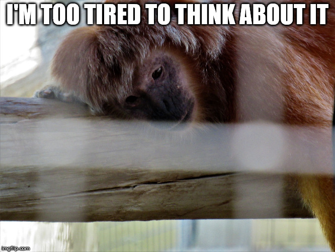 Snooze monkey | I'M TOO TIRED TO THINK ABOUT IT | image tagged in snooze monkey | made w/ Imgflip meme maker