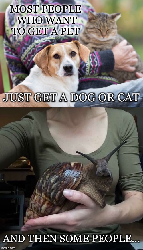 Some People | MOST PEOPLE WHO WANT TO GET A PET; JUST GET A DOG OR CAT; AND THEN SOME PEOPLE... | image tagged in pet,dog,cat,people,want,snail | made w/ Imgflip meme maker