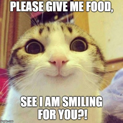 smiley cat | PLEASE GIVE ME FOOD, SEE I AM SMILING FOR YOU?! | image tagged in smiley cat | made w/ Imgflip meme maker