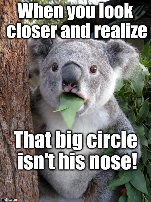 Learn something new everyday |  When you look closer and realize; That big circle isn't his nose! | image tagged in memes,surprised koala | made w/ Imgflip meme maker