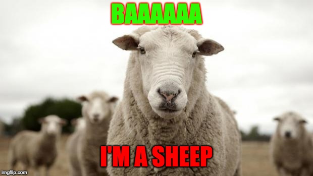 Sheep | BAAAAAA; I'M A SHEEP | image tagged in sheep | made w/ Imgflip meme maker