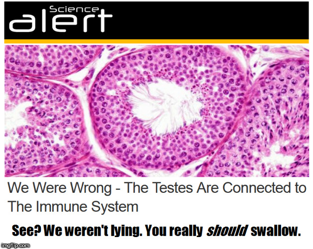 The testes are connected to the immune system | image tagged in testes,nuts,balls,nads,gonads,swallow | made w/ Imgflip meme maker