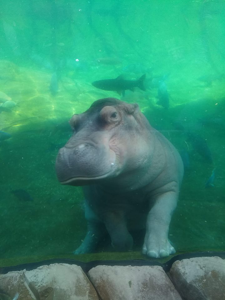 lusty hippo Blank Meme Template