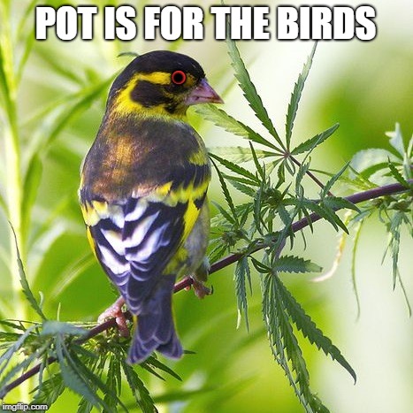 Not Just for Humans Anymore | POT IS FOR THE BIRDS • • | image tagged in vince vance,marijuana,weed,getting your head right,this is some good shit,smoking weed | made w/ Imgflip meme maker