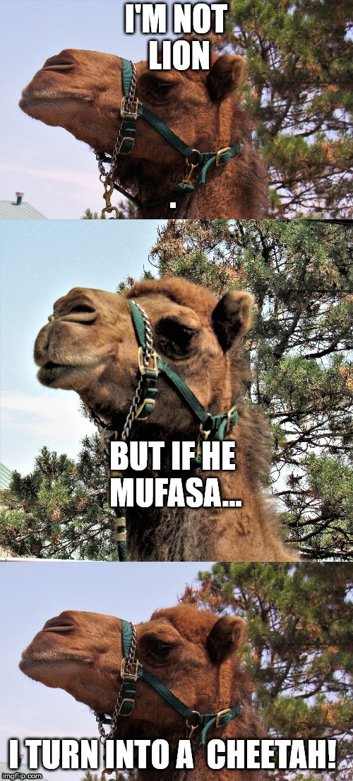 camel joker | I'M NOT LION BUT IF HE MUFASA... I TURN INTO A  CHEETAH! | image tagged in camel joker | made w/ Imgflip meme maker