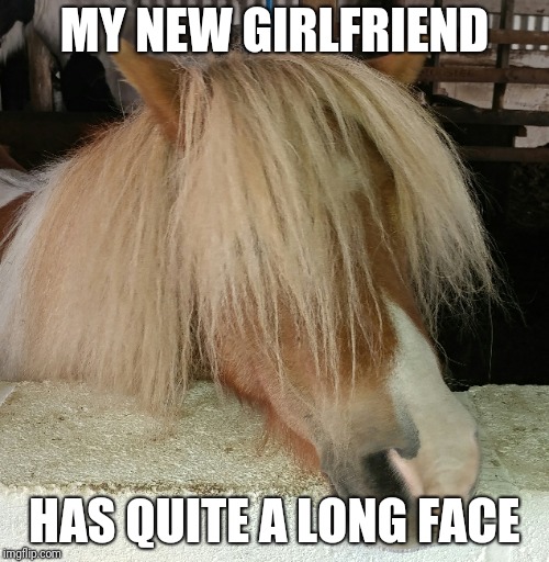 She's got lovely hair but isn't too pretty | MY NEW GIRLFRIEND; HAS QUITE A LONG FACE | image tagged in horse face | made w/ Imgflip meme maker