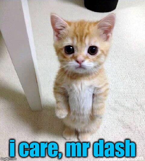 Cute Cat Meme | i care, mr dash | image tagged in memes,cute cat | made w/ Imgflip meme maker