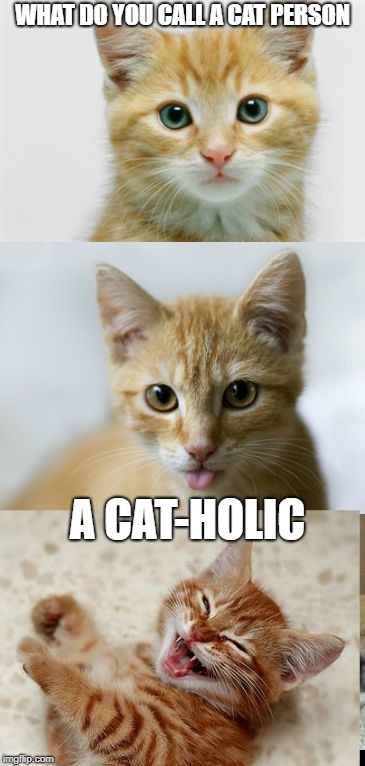 funny kitty | WHAT DO YOU CALL A CAT PERSON; A CAT-HOLIC | image tagged in bad pun cat,funny | made w/ Imgflip meme maker