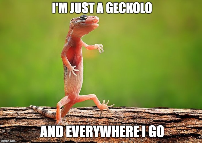 Dancing Gecko | I'M JUST A GECKOLO; AND EVERYWHERE I GO | image tagged in dancing gecko,david lee roth,i'm just a gigolo | made w/ Imgflip meme maker