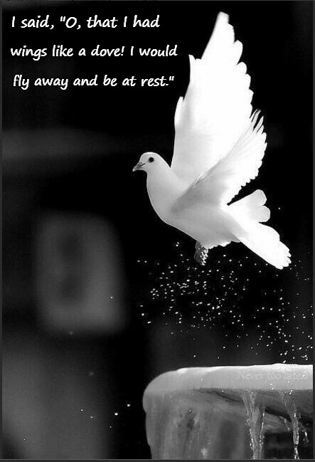 Psalms 55:6 If I had Wings Like A Dove, I Would Fly Away And Be At Rest | I said, "O, that I had; wings like a dove! I would; fly away and be at rest." | image tagged in bible,holy bible,bible verse,verse,god,dove | made w/ Imgflip meme maker