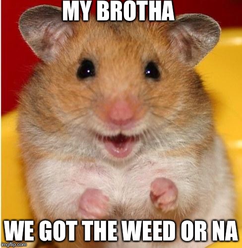 hamster |  MY BROTHA; WE GOT THE WEED OR NA | image tagged in hamster | made w/ Imgflip meme maker