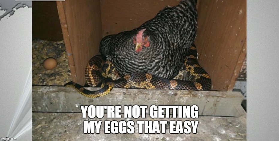 Stubborn Hen Won't Give Up Eggs to Hungry Snek  |  YOU'RE NOT GETTING MY EGGS THAT EASY | image tagged in snek,hen,not today,hungry,memes | made w/ Imgflip meme maker