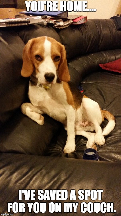 Charleston saves seat for daddy |  YOU'RE HOME.... I'VE SAVED A SPOT FOR YOU ON MY COUCH. | image tagged in funny,beagle,meme,daddy,coach | made w/ Imgflip meme maker