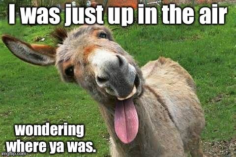 Laughing Donkey | I was just up in the air wondering where ya was. | image tagged in laughing donkey | made w/ Imgflip meme maker