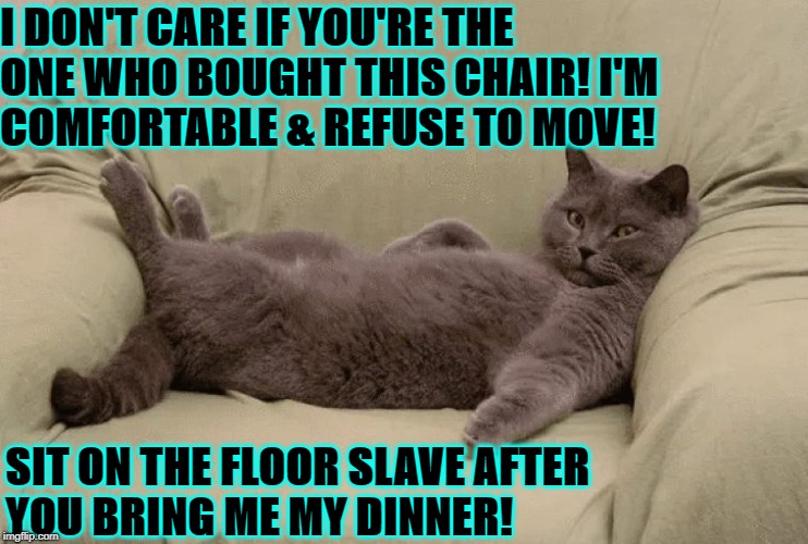 I DON'T CARE IF YOU'RE THE ONE WHO BOUGHT THIS CHAIR! I'M COMFORTABLE & REFUSE TO MOVE! SIT ON THE FLOOR SLAVE AFTER YOU BRING ME MY DINNER! | image tagged in cats r the boss | made w/ Imgflip meme maker
