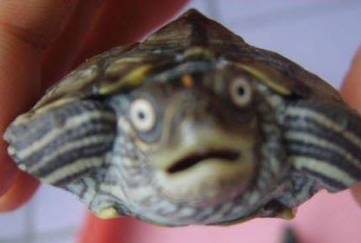 Confuzeled turtle Blank Meme Template