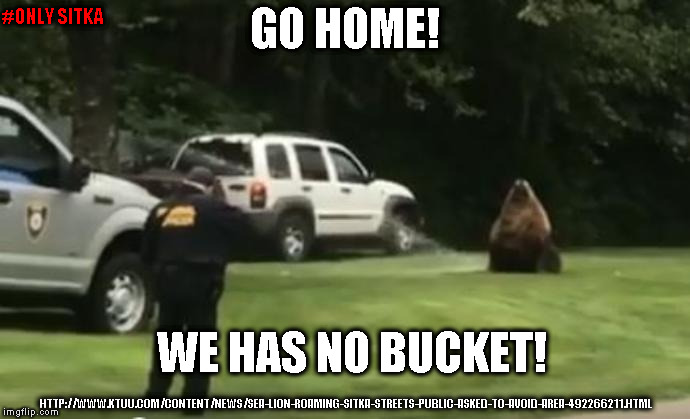 sealionsitka | #ONLY SITKA; GO HOME! WE HAS NO BUCKET! HTTP://WWW.KTUU.COM/CONTENT/NEWS/SEA-LION-ROAMING-SITKA-STREETS-PUBLIC-ASKED-TO-AVOID-AREA-492266211.HTML | image tagged in onlysitka | made w/ Imgflip meme maker