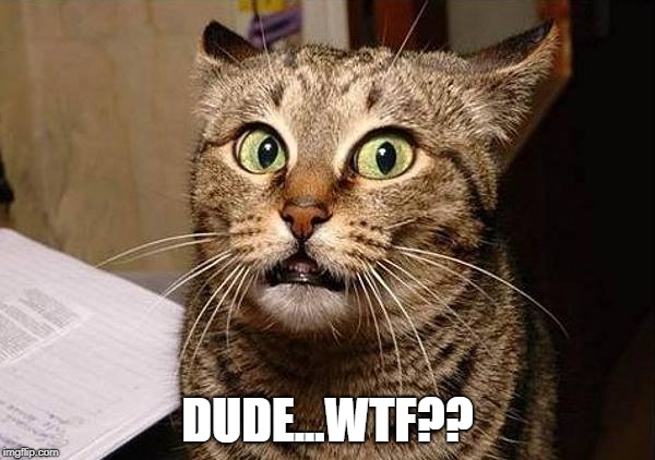WTF Cat | DUDE...WTF?? | image tagged in wtf | made w/ Imgflip meme maker