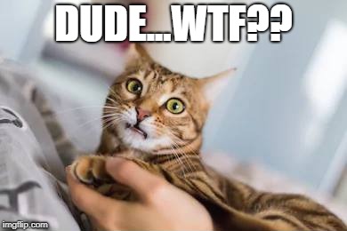 WTF Cat | DUDE...WTF?? | image tagged in wtf | made w/ Imgflip meme maker