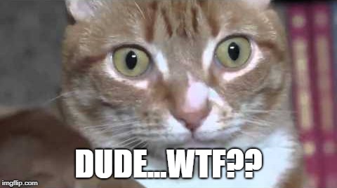 WTF Cat. | DUDE...WTF?? | image tagged in wtf | made w/ Imgflip meme maker