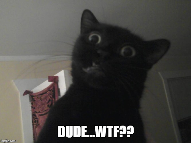 WTF Cat. | DUDE...WTF?? | image tagged in wtf | made w/ Imgflip meme maker