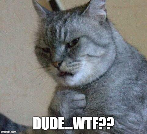 WTF Cat. | DUDE...WTF?? | image tagged in wtf | made w/ Imgflip meme maker