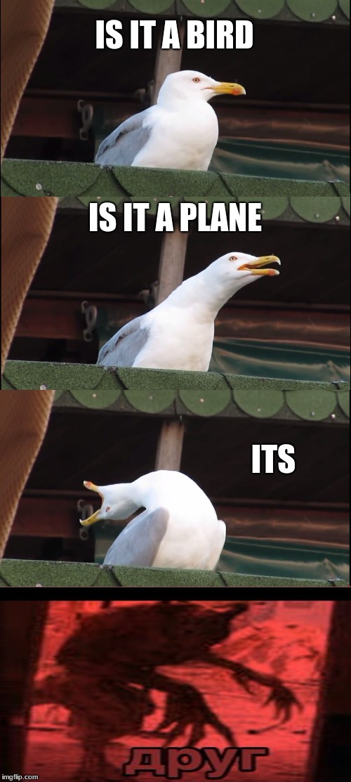 Inhaling Seagull Meme | IS IT A BIRD; IS IT A PLANE; ITS | image tagged in memes,inhaling seagull | made w/ Imgflip meme maker