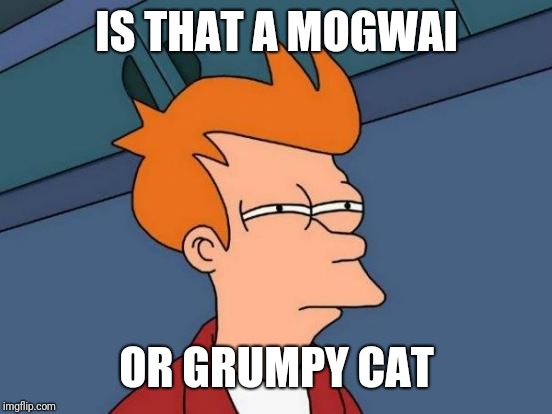 Futurama Fry Meme | IS THAT A MOGWAI OR GRUMPY CAT | image tagged in memes,futurama fry | made w/ Imgflip meme maker
