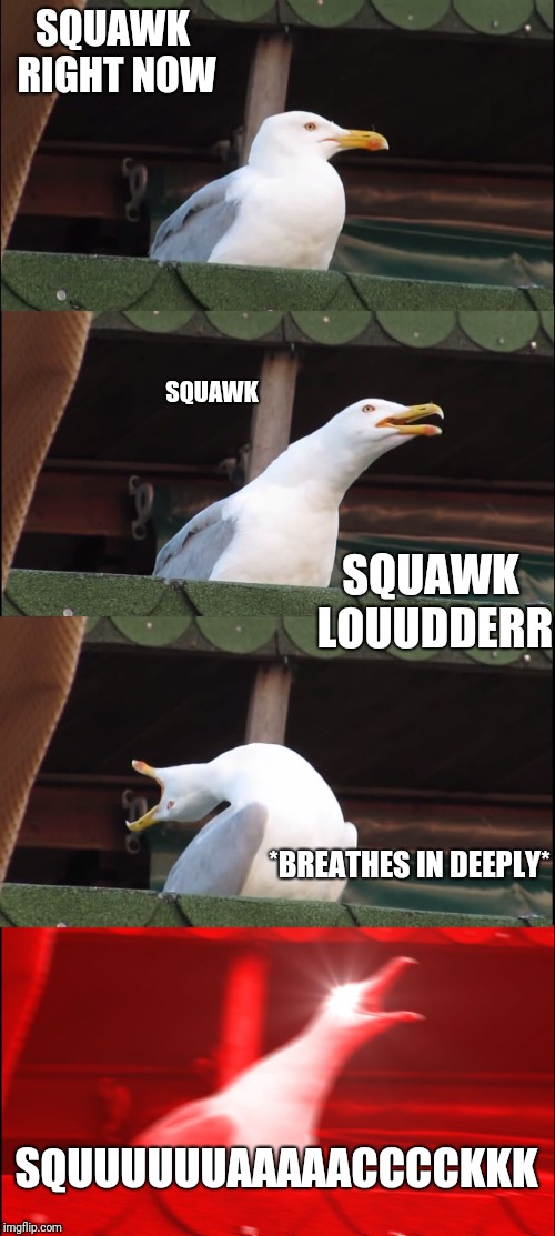 Inhaling Seagull Meme | SQUAWK RIGHT NOW; SQUAWK; SQUAWK LOUUDDERR; *BREATHES IN DEEPLY*; SQUUUUUUAAAAACCCCKKK | image tagged in memes,inhaling seagull | made w/ Imgflip meme maker