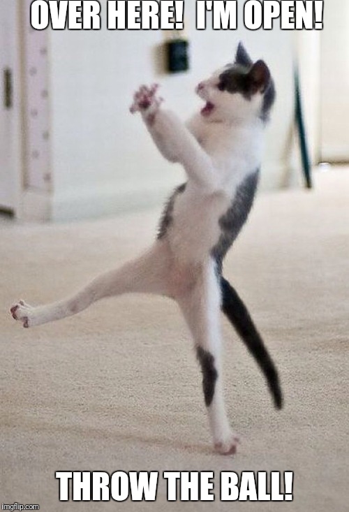 Throw the ball | OVER HERE!  I'M OPEN! THROW THE BALL! | image tagged in funny cats,throw the ball,i'm open | made w/ Imgflip meme maker