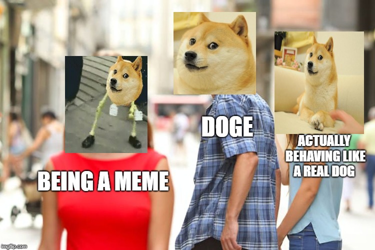 Distracted Boyfriend | DOGE; ACTUALLY BEHAVING LIKE A REAL DOG; BEING A MEME | image tagged in memes,distracted boyfriend | made w/ Imgflip meme maker