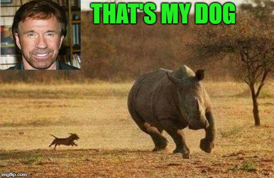 chuck norris dog   | THAT'S MY DOG | image tagged in chuck norris,dog | made w/ Imgflip meme maker